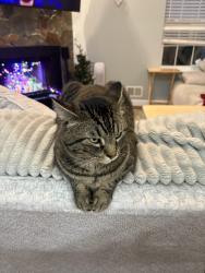 Reunited Male Cat last seen Bear tavern road, Ewing Township, NJ 08628