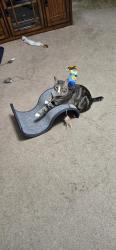 Lost Female Cat last seen The Riding Stables and Campground are rural with no cross streets. Dale and Lisa who owns Fall Creek Falls Riding Stable and Campground are helping us by sharing her photos., Spencer, TN 38585