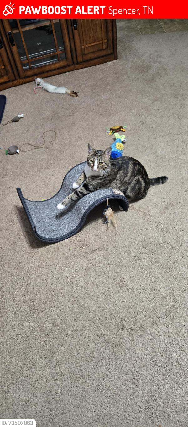 Lost Female Cat last seen The Riding Stables and Campground are rural with no cross streets. Dale and Lisa who owns Fall Creek Falls Riding Stable and Campground are helping us by sharing her photos., Spencer, TN 38585