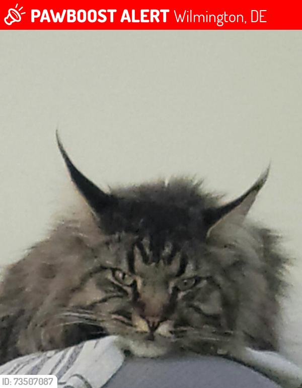 Lost Male Cat last seen Near Saint Edward Court, Village of Lindell, Wilmington Delaware, Wilmington, DE 19808