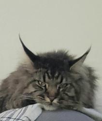Lost Male Cat last seen Near Saint Edward Court, Village of Lindell, Wilmington Delaware, Wilmington, DE 19808
