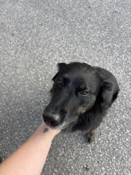 Found/Stray Female Dog last seen Stonebridge & Dale, Winnipeg, MB 