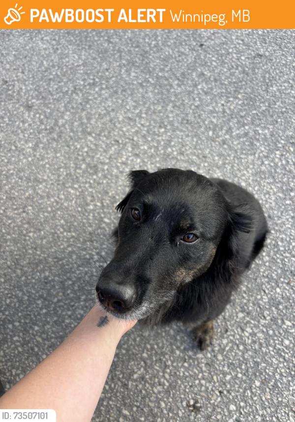 Found/Stray Female Dog last seen Stonebridge & Dale, Winnipeg, MB 