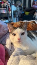 Reunited Male Cat last seen Near Cherry Ln, Boise, ID 83705, USA, Boise, ID 83705