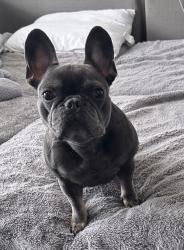 Reunited Female Dog last seen 45th & Maize Rd, Maize, KS 67101
