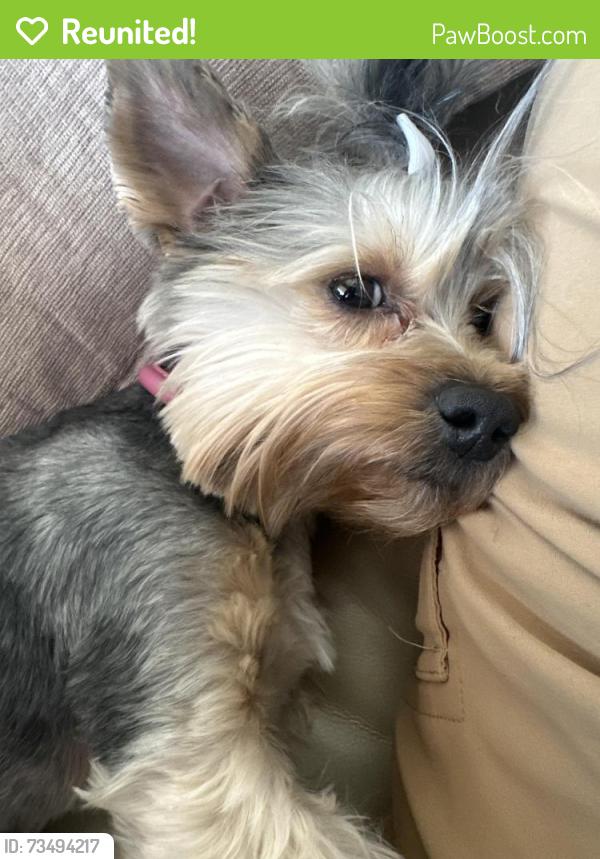 Reunited Female Dog last seen Cardenas SE, Albuquerque, NM 87108