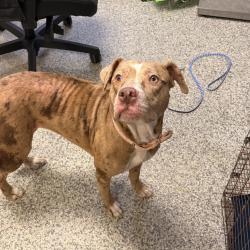 Shelter Stray Female Dog last seen , 244 Georgetown Rd, Jacksonville, NC 28540, USA
