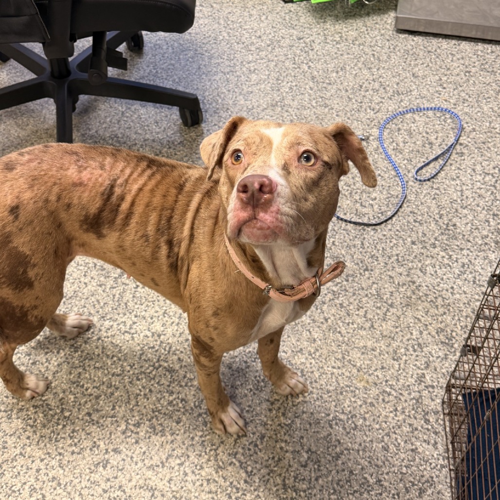 Shelter Stray Female Dog last seen , 244 Georgetown Rd, Jacksonville, NC 28540, USA