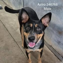 Shelter Stray Male Dog last seen , 2451 N Expressway 281, Edinburg, TX 78541, USA