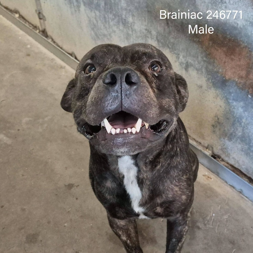 Shelter Stray Male Dog last seen , 2451 N Expressway 281, Edinburg, TX 78541, USA