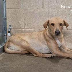 Shelter Stray Female Dog last seen , 2451 N Expressway 281, Edinburg, TX 78541, USA