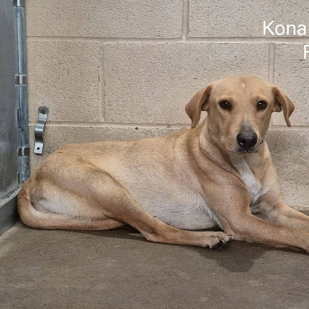 Shelter Stray Female Dog last seen , 2451 N Expressway 281, Edinburg, TX 78541, USA
