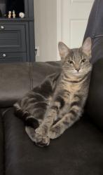 Lost Female Cat last seen 23rd and hmstd, Lehigh Acres, FL 33976