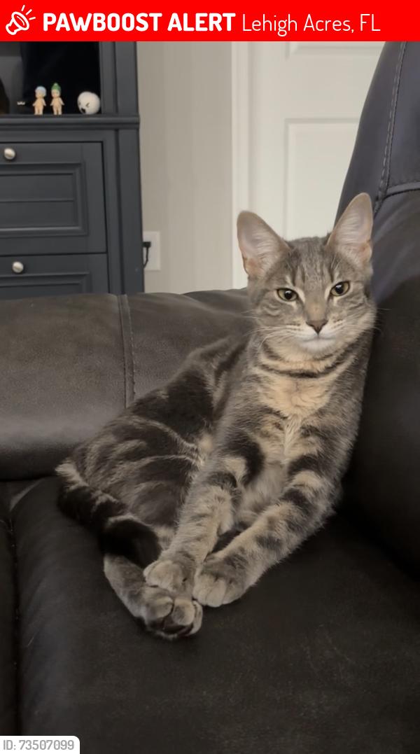 Lost Female Cat last seen 23rd and hmstd, Lehigh Acres, FL 33976