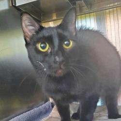 Shelter Stray Female Cat last seen , 14 Forever Friend Ln, Asheville, NC 28806, USA