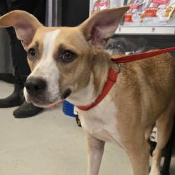 Shelter Stray Female Dog last seen , 141 Canna Ln, Lake Jackson, TX 77566, USA