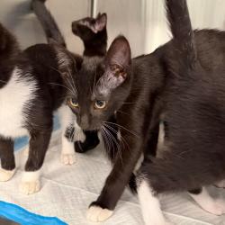 Shelter Stray Male Cat last seen , 980 Guilford College Rd, Greensboro, NC 27409, USA