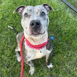Shelter Stray Male Dog last seen , Animal Care & Control Team of Philly, 111 W Hunting Park Ave, Philadelphia, PA 19140, USA