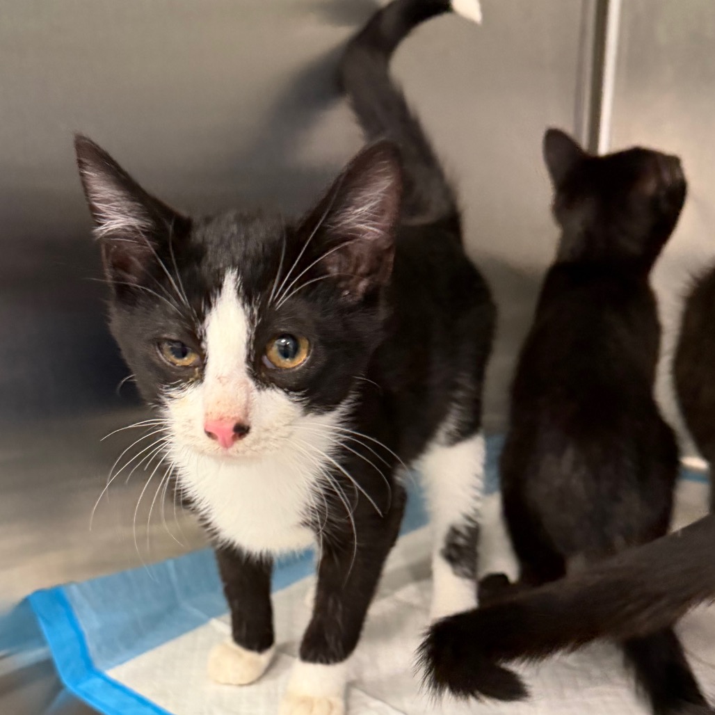 Shelter Stray Male Cat last seen , 980 Guilford College Rd, Greensboro, NC 27409, USA
