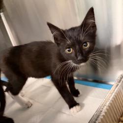 Shelter Stray Male Cat last seen , 980 Guilford College Rd, Greensboro, NC 27409, USA