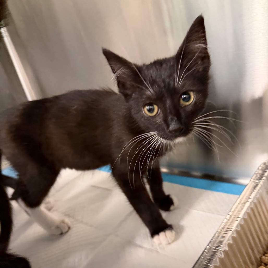 Shelter Stray Male Cat last seen , 980 Guilford College Rd, Greensboro, NC 27409, USA