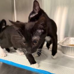 Shelter Stray Male Cat last seen , 980 Guilford College Rd, Greensboro, NC 27409, USA