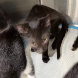 Shelter Stray Male Cat last seen , 980 Guilford College Rd, Greensboro, NC 27409, USA