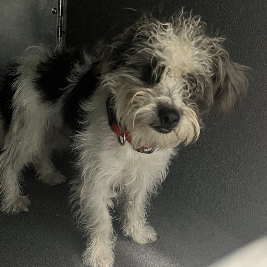 Shelter Stray Male Dog last seen , 980 Guilford College Rd, Greensboro, NC 27409, USA