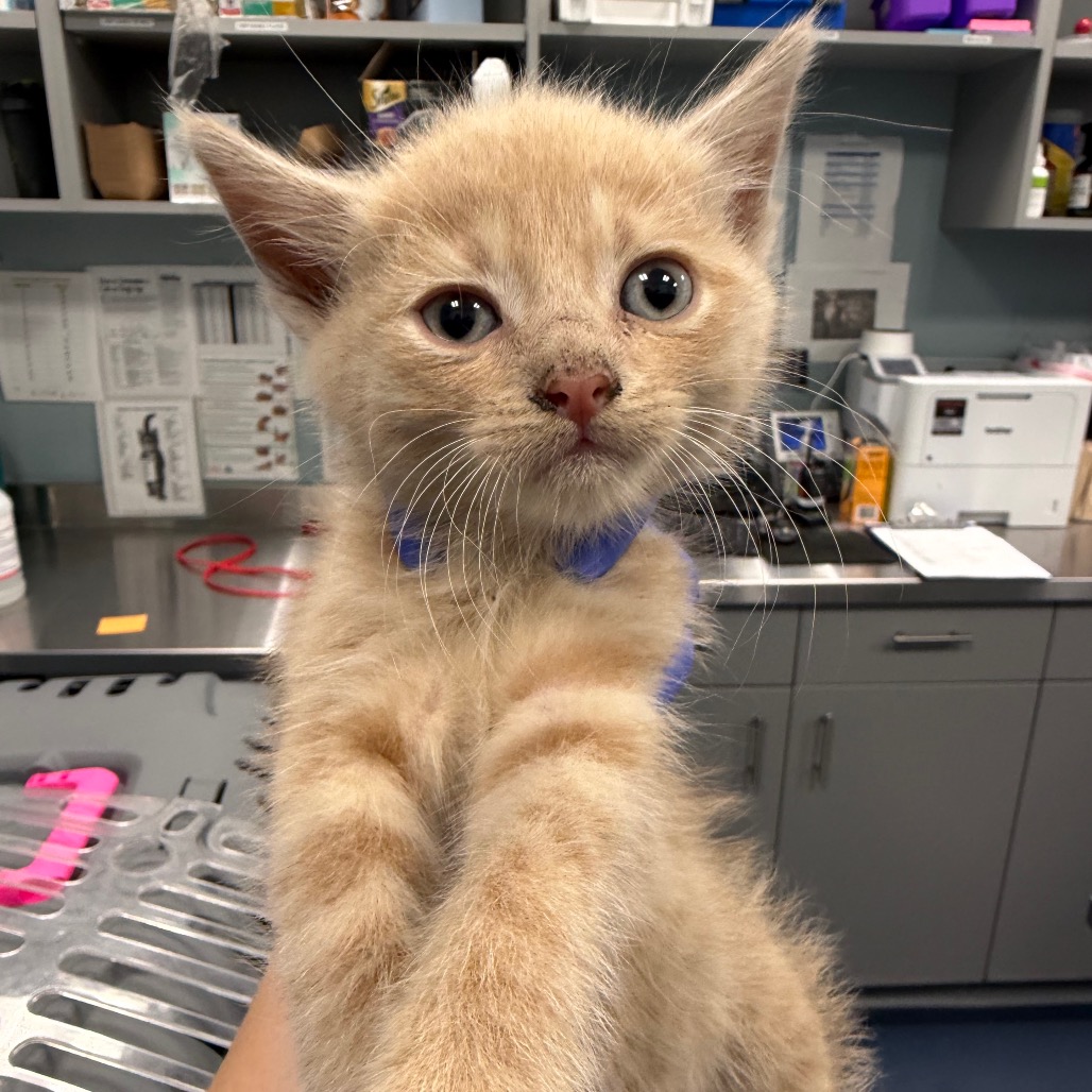 Shelter Stray Male Cat last seen , 980 Guilford College Rd, Greensboro, NC 27409, USA