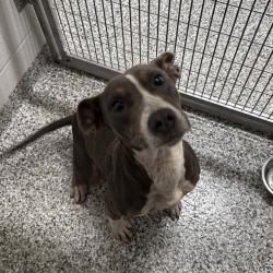 Shelter Stray Male Dog last seen , 425 Kirksey Dr, Morganton, NC 28655, USA