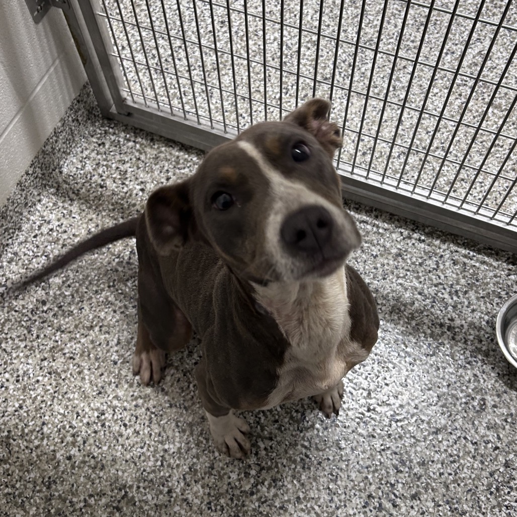 Shelter Stray Male Dog last seen , 425 Kirksey Dr, Morganton, NC 28655, USA