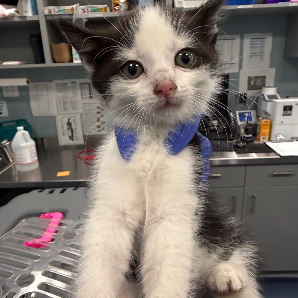 Shelter Stray Male Cat last seen , 980 Guilford College Rd, Greensboro, NC 27409, USA