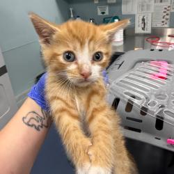 Shelter Stray Male Cat last seen , 980 Guilford College Rd, Greensboro, NC 27409, USA