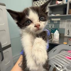 Shelter Stray Male Cat last seen , 980 Guilford College Rd, Greensboro, NC 27409, USA