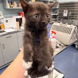 Shelter Stray Female Cat last seen , 980 Guilford College Rd, Greensboro, NC 27409, USA