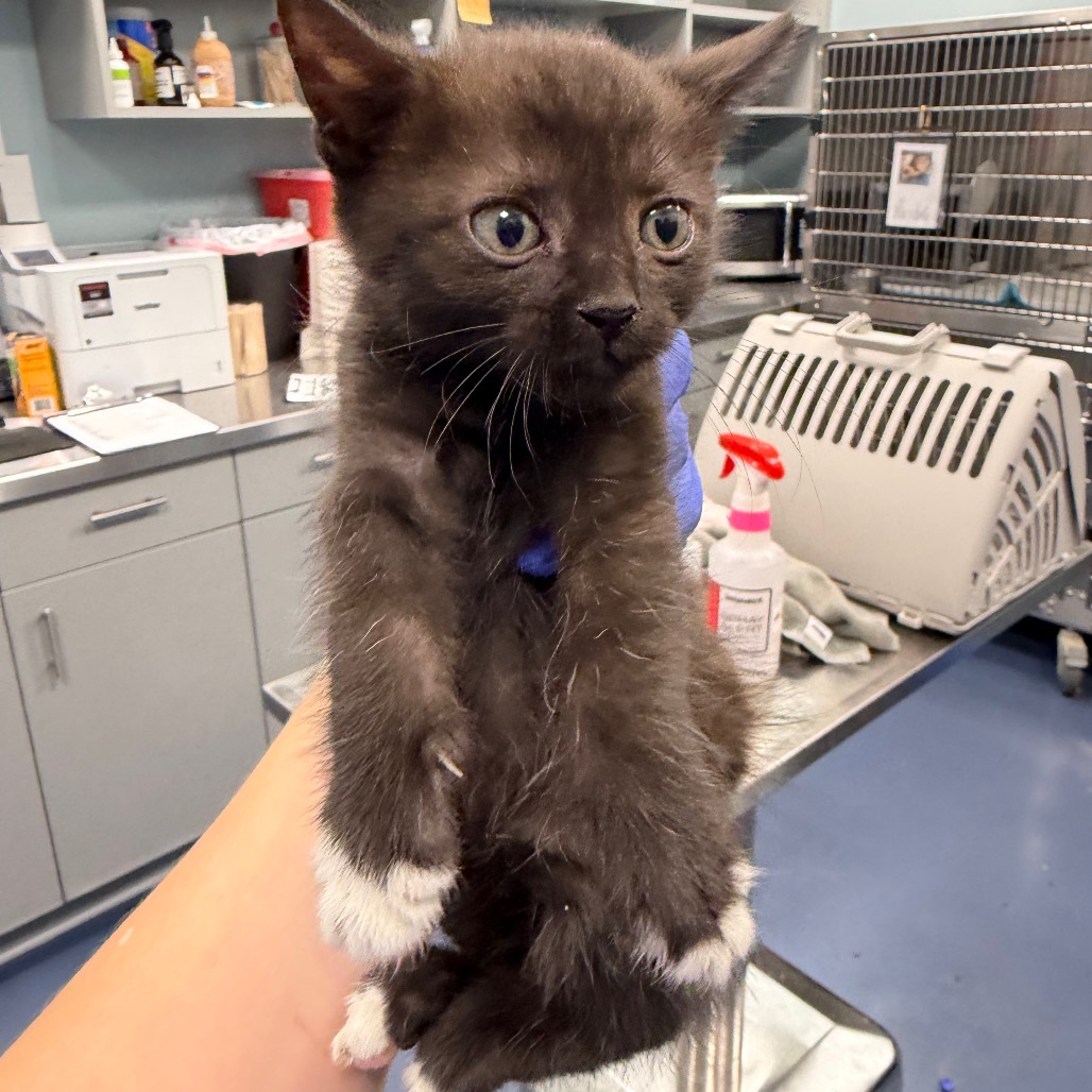 Shelter Stray Female Cat last seen , 980 Guilford College Rd, Greensboro, NC 27409, USA
