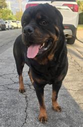 Found/Stray Male Dog last seen Our Lady of Guadalupe Church, Los Angeles, CA 90063