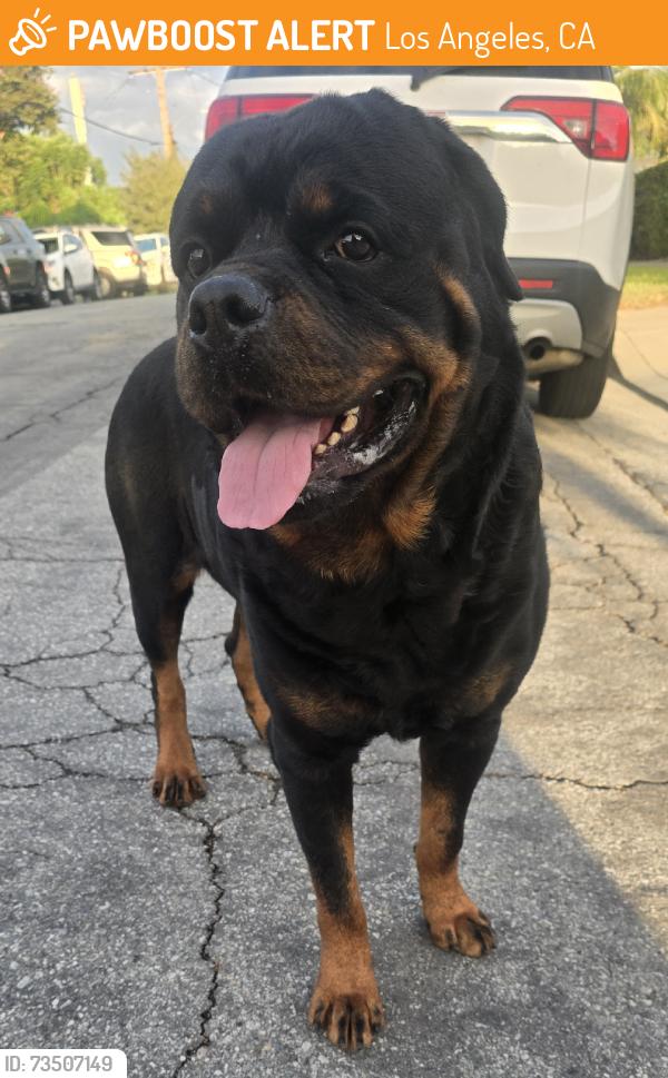 Found/Stray Male Dog last seen Our Lady of Guadalupe Church, Los Angeles, CA 90063