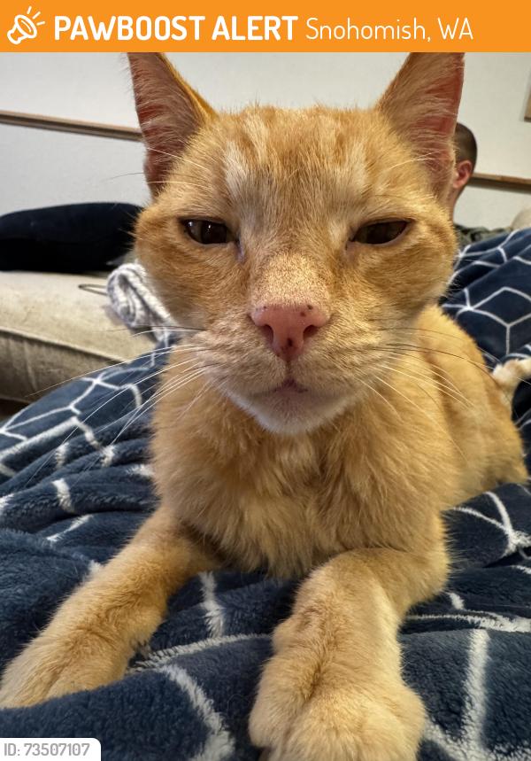 Found/Stray Male Cat last seen Near Burkhead Art Center, Snohomish, WA 98290