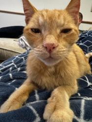 Found/Stray Male Cat last seen Near Burkhead Art Center, Snohomish, WA 98290
