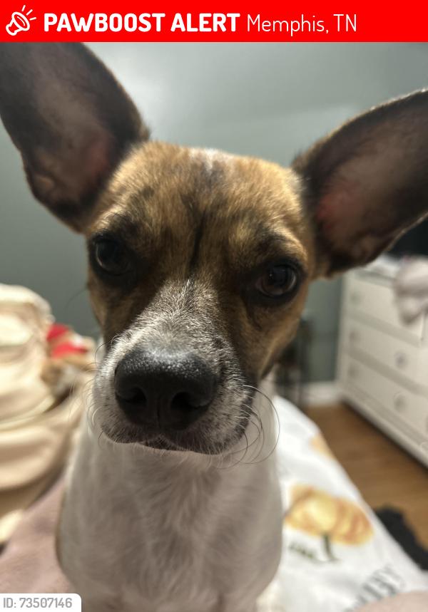 Lost Male Dog last seen Near Faxon Ave, Memphis, TN 38122
