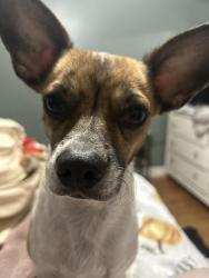 Lost Male Dog last seen Near Faxon Ave, Memphis, TN 38122