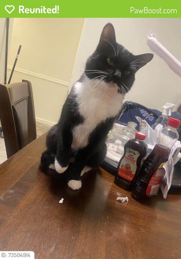 Reunited Male Cat last seen Franconia Va, Alexandria, VA 22310