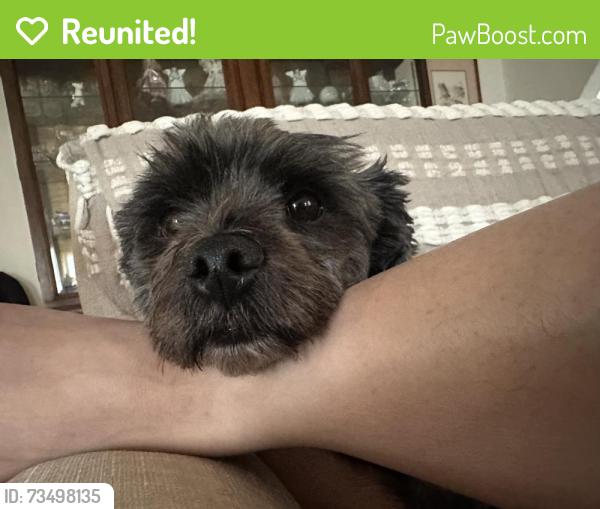 Reunited Male Dog last seen Between New York drive and Sierra Bonita Ave, Altadena, CA 91001