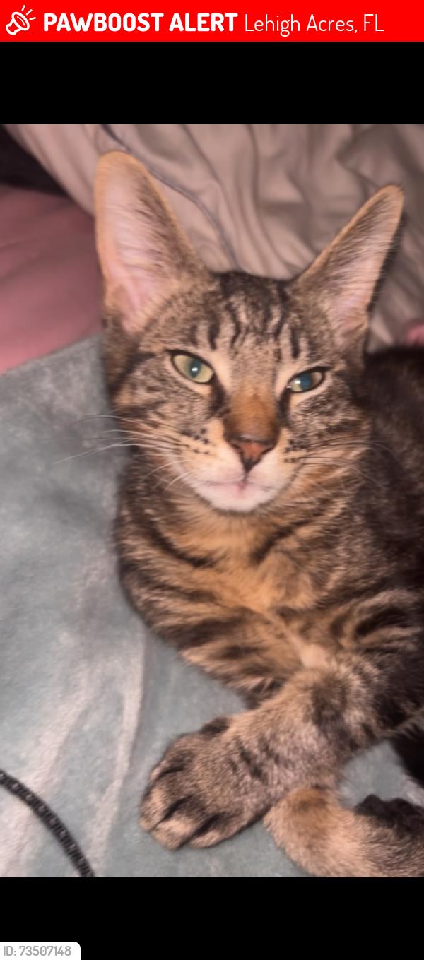 Lost Male Cat last seen 23rd and hmstd, Lehigh Acres, FL 33976