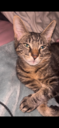 Lost Male Cat last seen 23rd and hmstd, Lehigh Acres, FL 33976