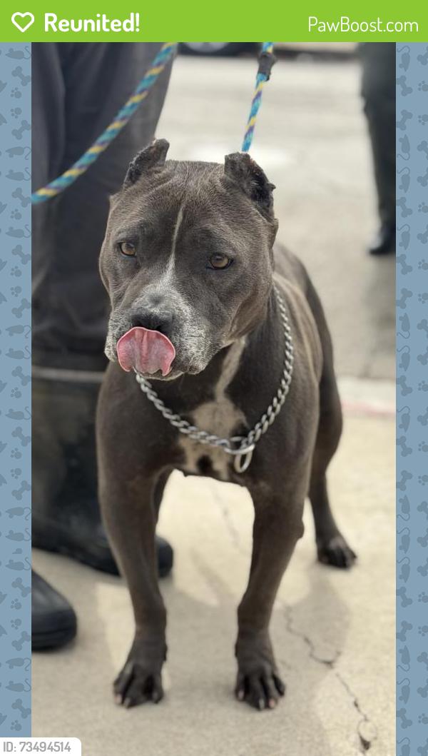 Reunited Female Dog last seen Near Rockefeller Lane, Redondo Beach, CA 90278