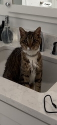 Reunited Female Cat last seen Valley Forge Woods Shelbourne Lane, Schuylkill Township, PA 19460