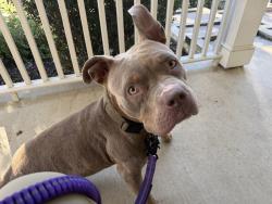 Found/Stray Female Dog last seen Terri Ct. Dumfries VA, Cherry Hill, VA 22026