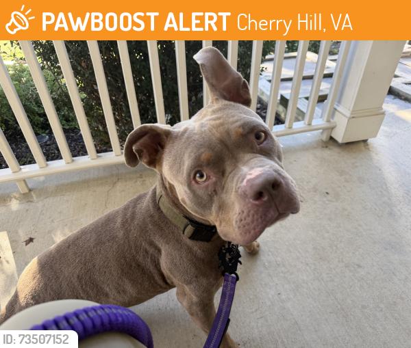 Found/Stray Female Dog last seen Terri Ct. Dumfries VA, Cherry Hill, VA 22026